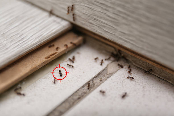 Pest Control for Restaurants in Holmes Beach, FL