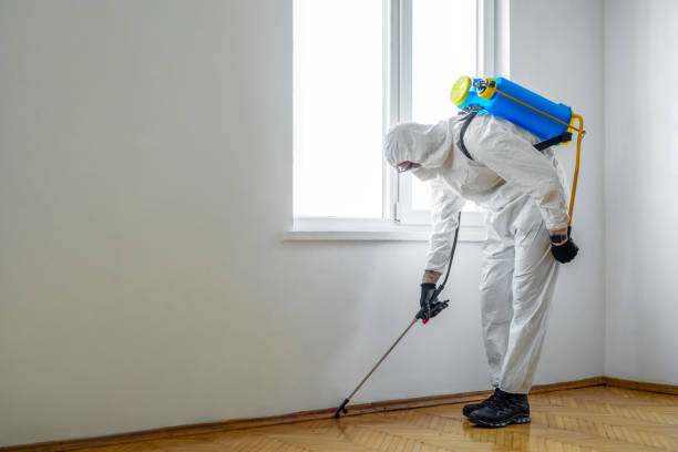 Best Local Pest Control Services  in Holmes Beach, FL
